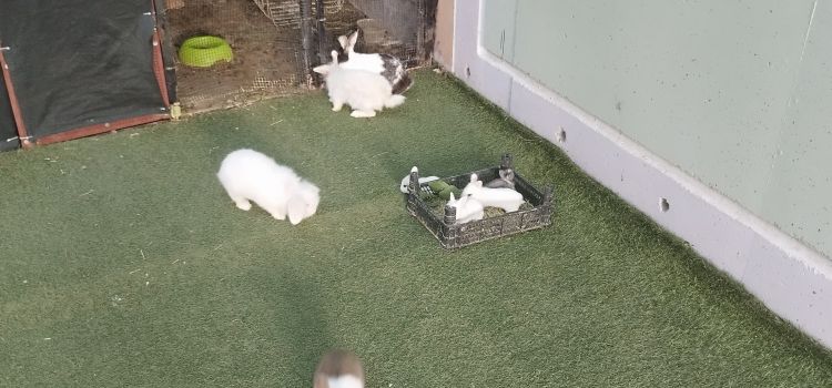 Özel Buca Ege İnciler Anaokulu