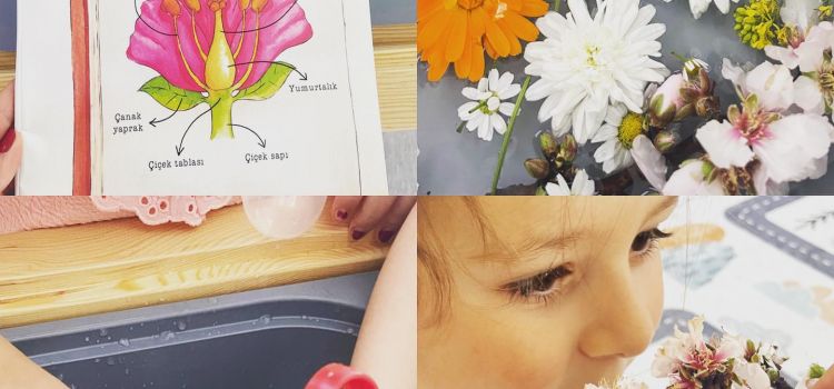 Didim Meraklı Koala