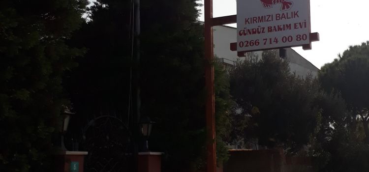 Özel Şeker Kırmızı Balık Gündüz Bakım Evi